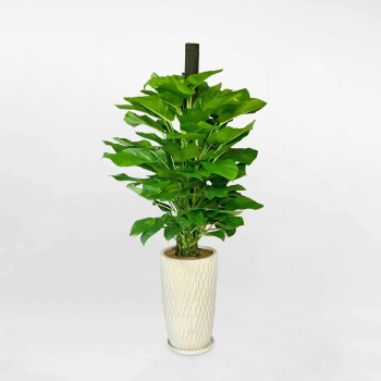 Cây trầu vạn thiên thanh